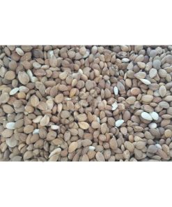 Toptan Acı Kayısı Çekirdeği 25 Kg