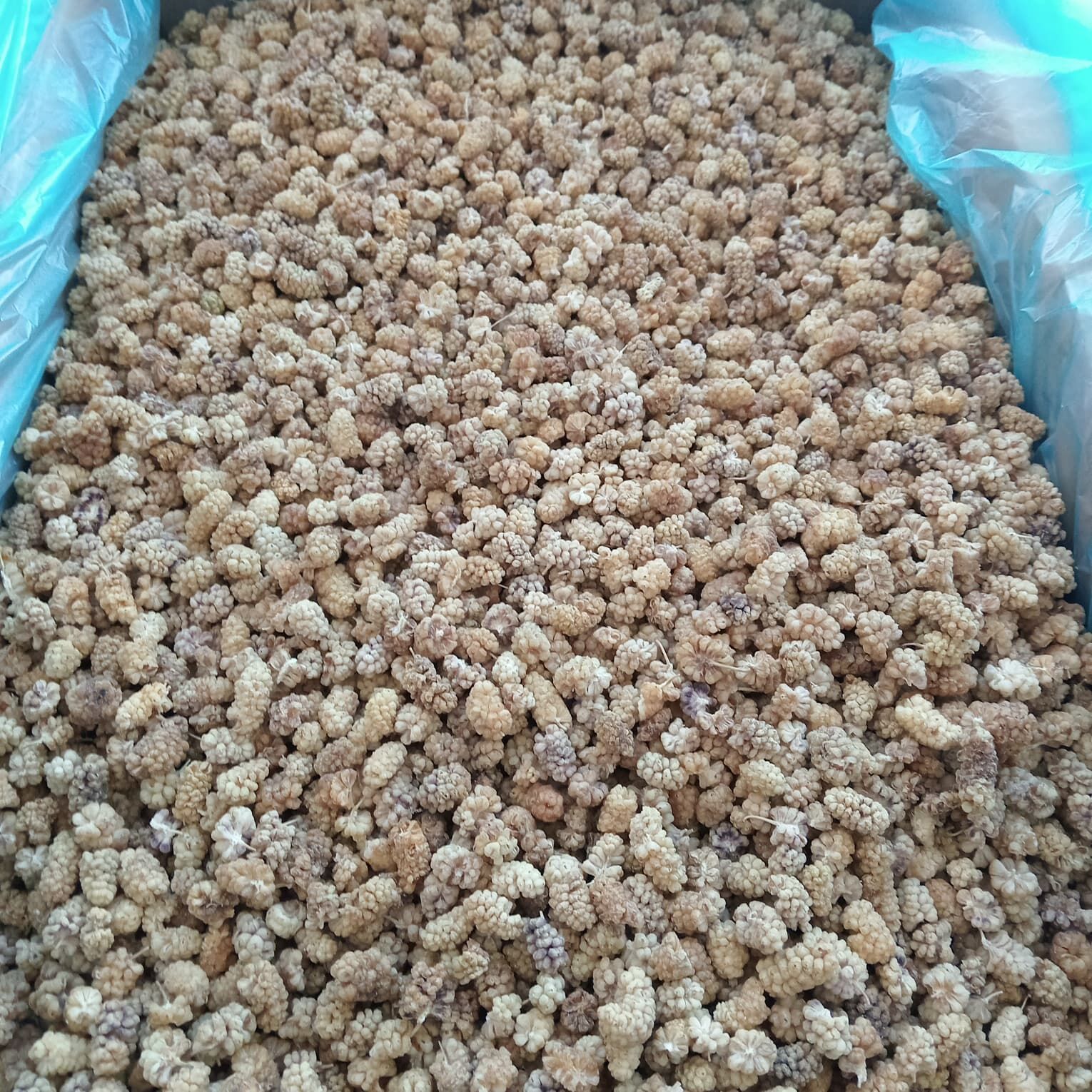 T69X33KTEB Product Variation